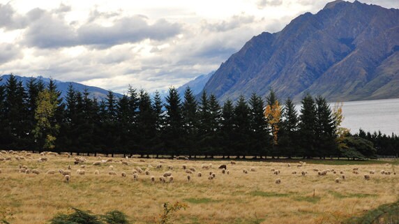 現地の不動産投資家が注目するNZ「ノースランド地方」の現況