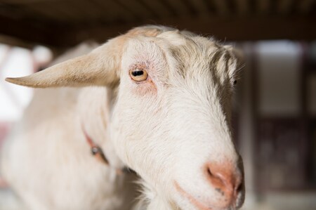 ヤギ5頭で解決。高いのか、安いのか…