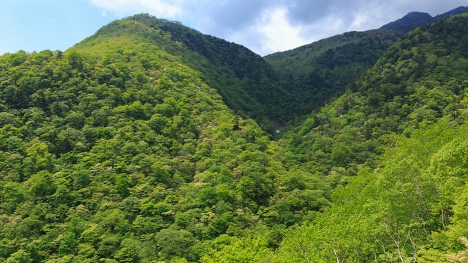 家族トラブルの不安を払拭！生前にできる「山林」の相続対策