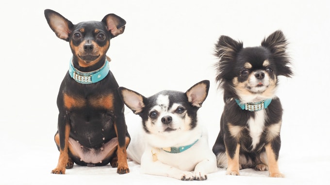 法人化した動物病院を「会社」として機能させる方法