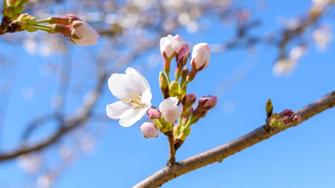 東京の桜開花、平年より5日早く…〈早咲き〉が示唆する「景気拡張」のシグナル【解説：エコノミスト宅森昭吉氏】