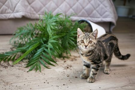 「猫がいたずらをする」よりも「うちの猫は土を掘るのが好きで、この前も…」のほうが物語の入り口になる