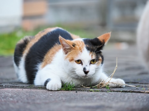 通い猫のチーちゃんは社会経験が豊富で、生きるすべを身につけているという。（※写真はイメージです／PIXTA）