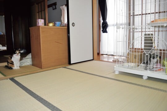 出所:『25歳のみけちゃん』(主婦の友社)より抜粋