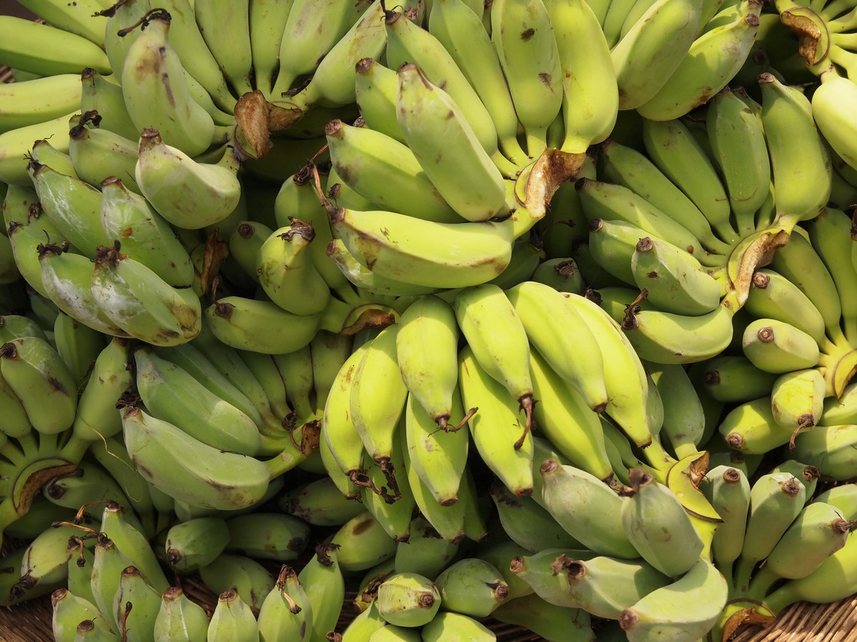 日本のスーパーでも売っている！最新のダイエット食材「青バナナ」…腸