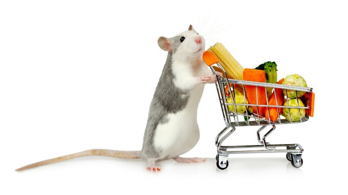 貪欲にネズミ駆除10年「ドツボにはまった」超恐るべし世界が…