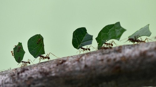 一般的にハキリアリは、巣の中でキノコを栽培して、それを食べるいうことで知られている。（※写真はイメージです／PIXTA）