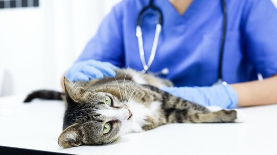 「同じ関東なのに」東京で学んだ獣医師、地元・茨城で就職して愕然…知ってほしい、「ペットの命には【地域格差】がある」という残酷な現状