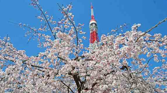 【景気予測】2023年は「3月14日」…東京「史上最速のさくら開花宣言」が持つ深い意味