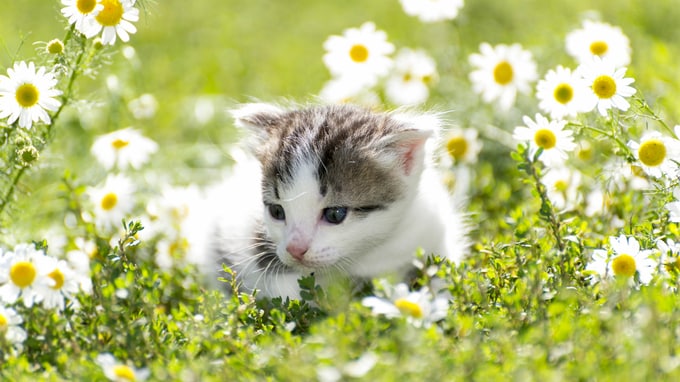 動物病院の開業では「新規」より「承継」の方が有利な理由