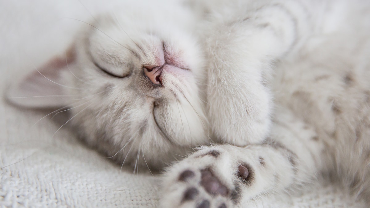 猫を治療する料金の目安を知りたい…お金で愛猫の治療を諦めない