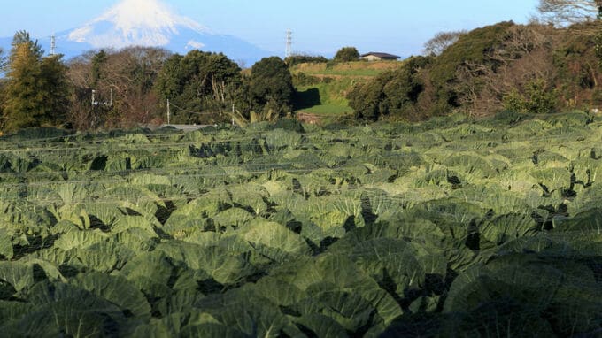 業務用野菜卸とJA全農が提携 波乱相場の小さな記事ですが…