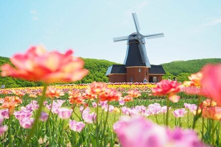 （かみゆうべつチューリップ公園（北海道）／PIXTA）