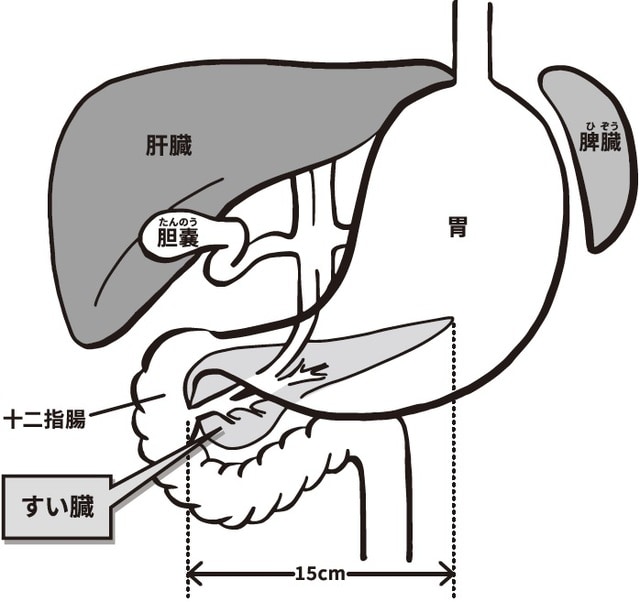 イラスト：林香世子