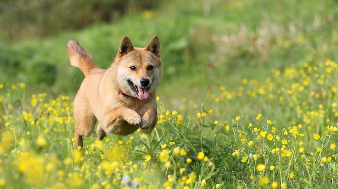 超スピード承継を実現した獣医師･･･リタイアのきっかけとは？