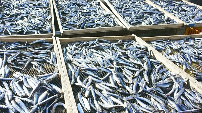 「旅する丸干し」が話題…地域の発展は企業の発展につながるか