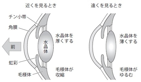 ［図表2］水晶体の機能