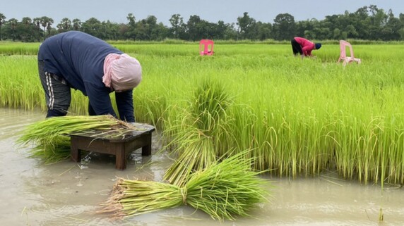 世界最大の米輸出国、インド・タイの「米の出荷が激減」…世界的脅威になる可能性