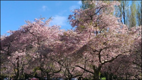 ワントリーヒルの丘の下の公園の桜。毎年、日本人はもとより、現地人も花見を楽しむ