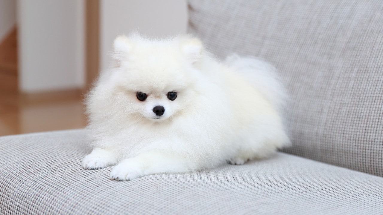 子犬の呼吸が苦しそう 成長が遅い 実は 心臓病 の可能性 幻冬舎ゴールドオンライン