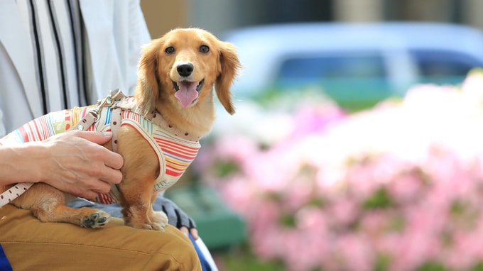 常連のペットが「命を落としたとき」の対応をどうするか？ 