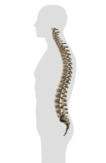 ［図表1］「椎骨」が連結して構成される脊椎