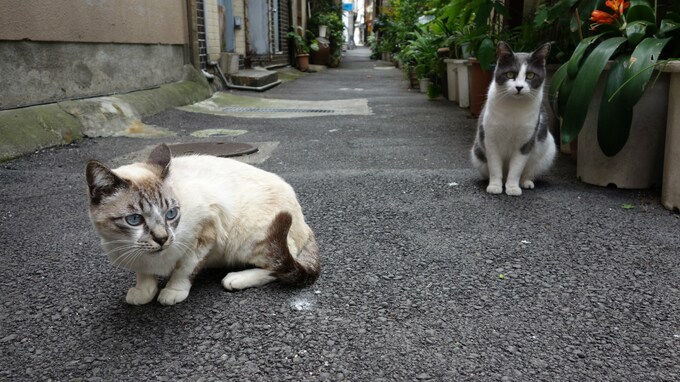 建替えができない「路地状敷地」問題の解決策は？