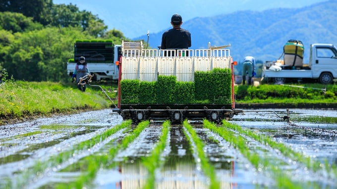 日本政府「米増産」へ政策転換…米国の圧力は「MA枠」輸入割合引き上げで対処も、国内農業と価格安定の両立は依然課題に