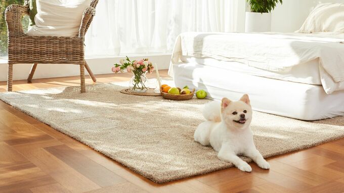 勝手にペットを飼い始めた入居者…注意だけで済む？契約違反の対応と法的リスク【弁護士の解説】