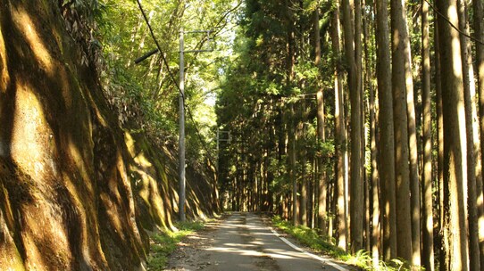 山林の相続…各家の所有権を「自治会名義」にまとめる方法