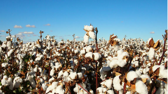 生産量の地図化で見えてくる「綿花畑」の盛衰