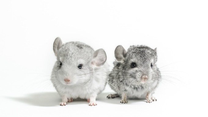 「小さい、好き…だが必ず滅ぼす」ネズミ vs 駆除プロ男の死闘