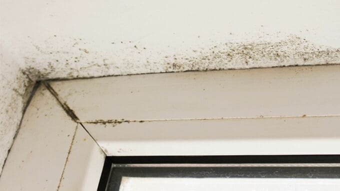 冬でも容赦なく襲いかかる…アレルギー発生原因のひとつ〈カビ〉〈ダニ〉から家を守るには？→一級建築士の回答