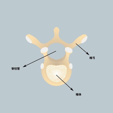 ［図表3］頸椎の仕組み