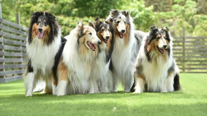 大型犬が特に人気!?…「ペットを飼う富裕層」が多い納得の理由【元国税専門官が解説】