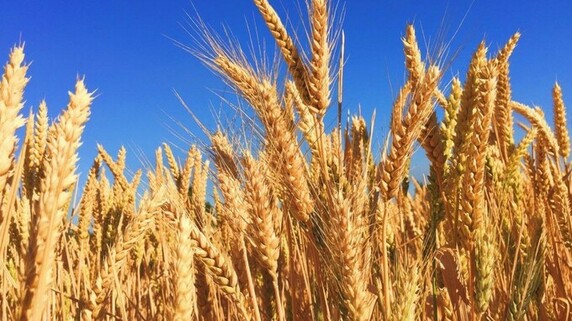 「ウクライナ」と「ロシア」の小麦等輸出協定終了…食料危機、再び