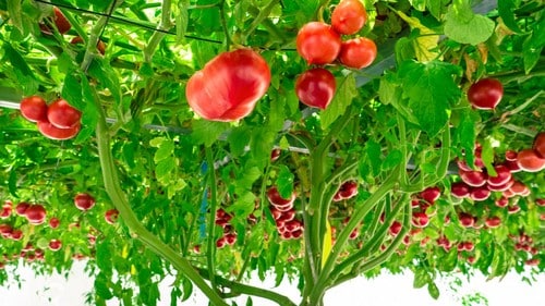 「スマート農業」が日本の農業を変えるのか。（※写真はイメージです／PIXTA）