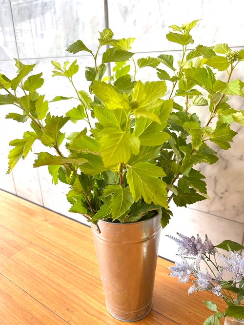 テマリシモツケ