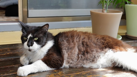 猫に月1万円もかけるなんて…孫は可愛くないんですか？突然キレ始めた〈34歳嫁〉に唖然。68歳女性が息子一家と距離を置こうと決めたワケ 