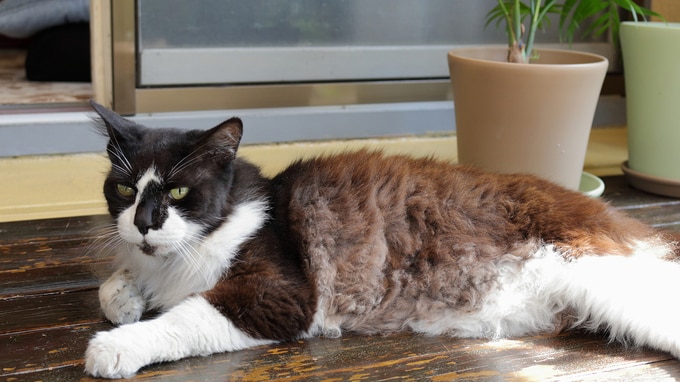 猫に月1万円もかけるなんて…孫は可愛くないんですか？突然キレ始めた〈34歳嫁〉に唖然。68歳女性が息子一家と距離を置こうと決めたワケ 