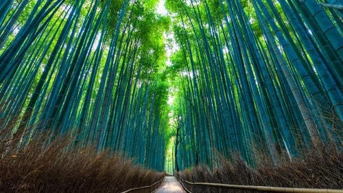 浪花千栄子は嵐山に土地を購入し、そこに自宅を兼用した料理旅館「竹生」を建てたという。（※写真はイメージです／PIXTA）