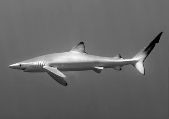 出典：『借金を返すためにマグロ漁船に乗っていました』（彩図社）より抜粋