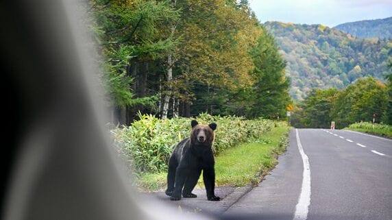 熊出没で、夜間の客減少…景気回復ムードに水を差す、東北コンビニ経営者の「悲痛な叫び」【解説：エコノミスト宅森昭吉氏】