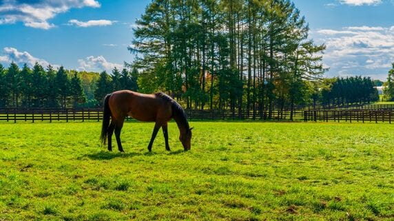 日本有数・サラブレッドの産地「日高」から…レース地まで競争馬を安全に送り届ける「馬匹（ばひつ）輸送」の実態【プロフェッショナルに聞く】