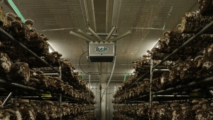 「しいたけの出口戦略」って、何だ？巨大コンテナを開いて唖然