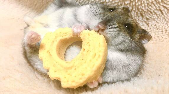 もう無理…無職の「食いつくし系」夫に、30代管理職妻、絶望。帰宅後、アパートのシンクの三角コーナーにあった「まさかの物体」の正体