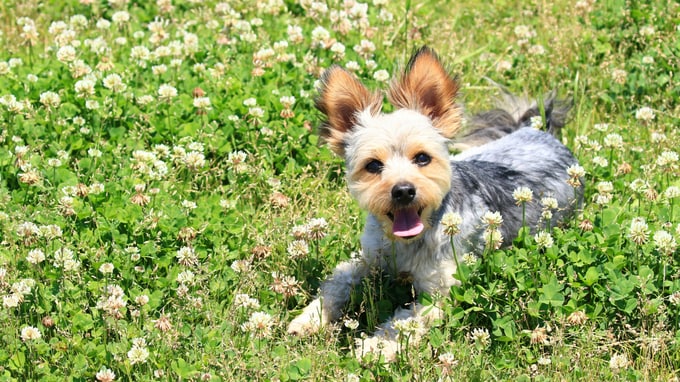 動物病院における医療機器の購入・会計管理の留意点