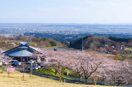 （加護坊山　千本桜（宮城県大崎市）／PIXTA）