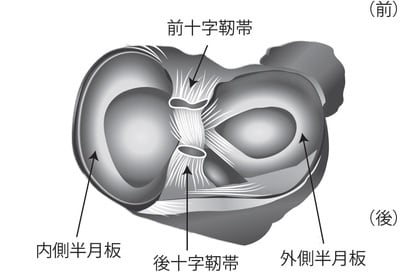 ［図表3］ 半月板の構造（右ひざを上から）