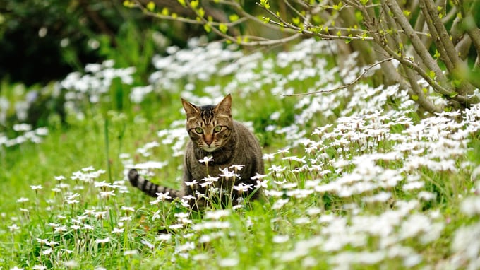 なぜ獣医師は50代になったら70代の人生を考えるべきなのか？